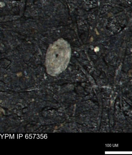 Spirolocammina subcircularis