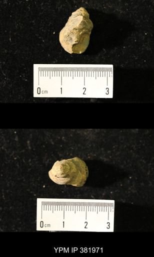 Worthenia tabulata