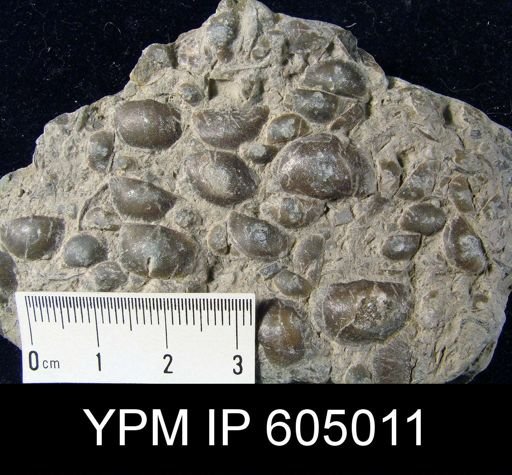 Plectambonites sericeus glaber