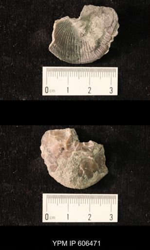 Dinorthis carleyi