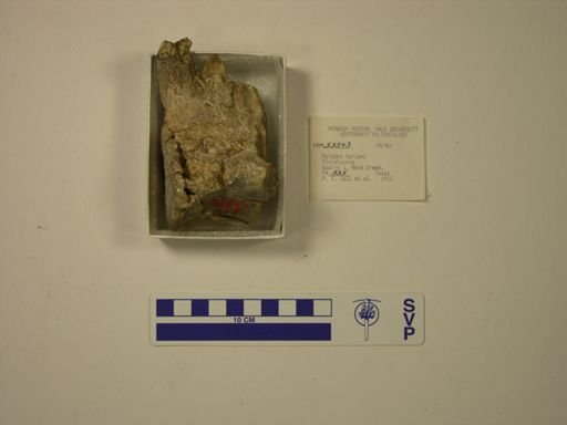 Mylodon harlani
