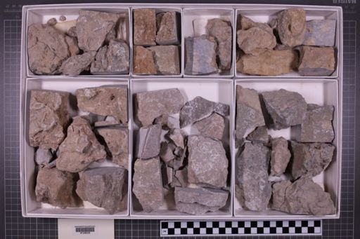 mixed taxa, stratigraphic collection