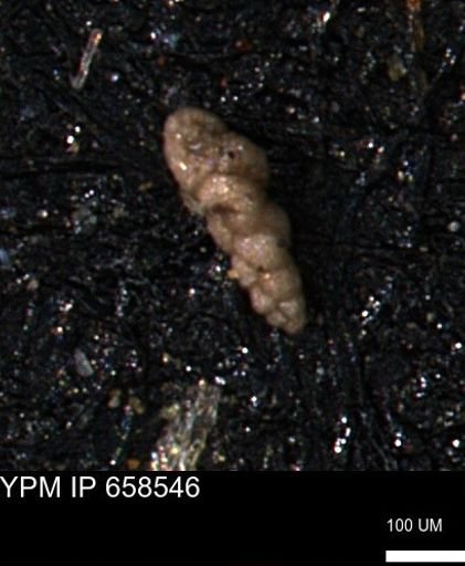 Verneuilinoides kansasensis