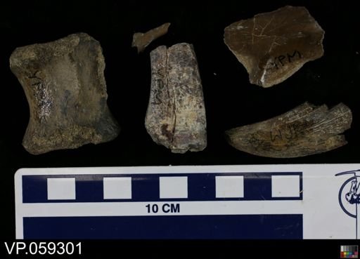 undet. Vertebrata