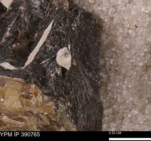 Mollusca