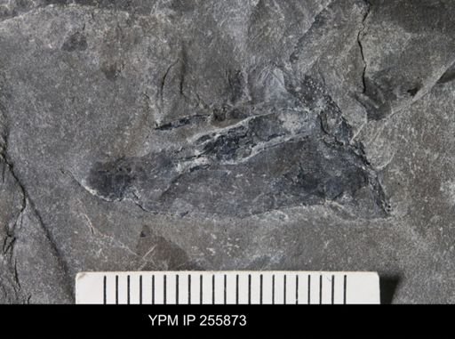 Eurypterida