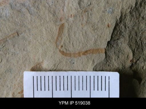 Problematica