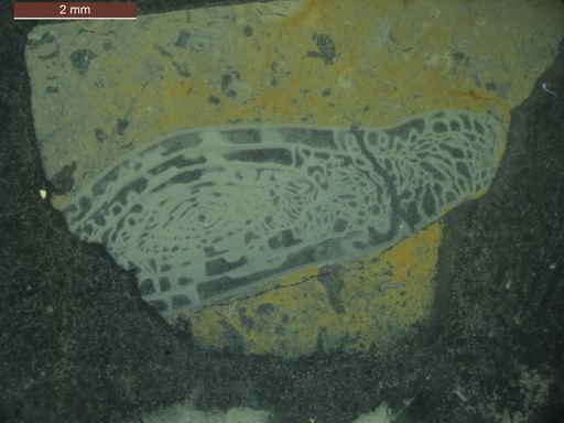 Triticites joensis