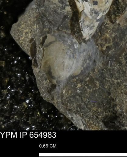 Protocardia sp.