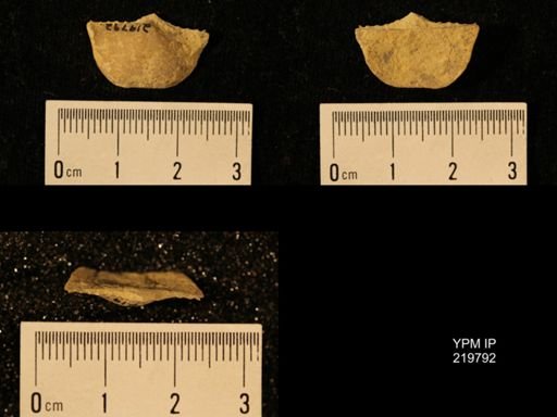 Chonetes granulifer