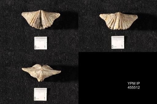 Platystrophia acutilirata