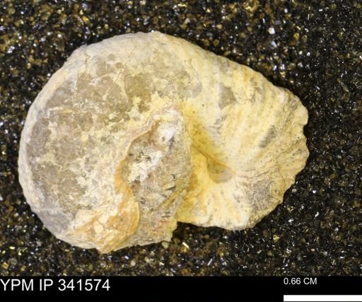 Scaphites sp.