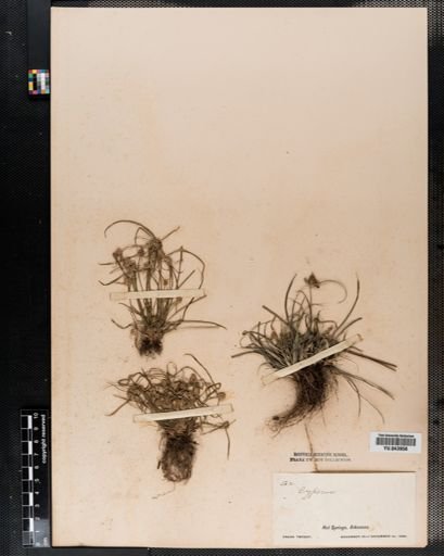 Cyperus