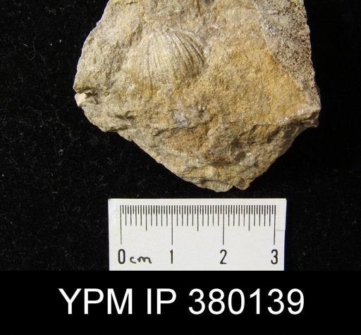 undet. Brachiopoda