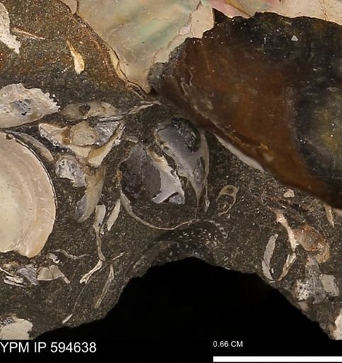 Protocardia sp.