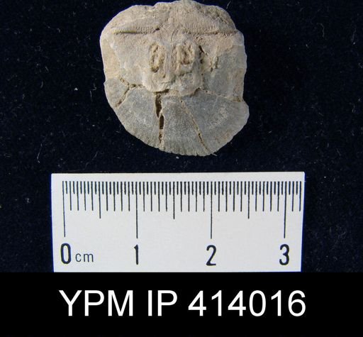Devonochonetes?