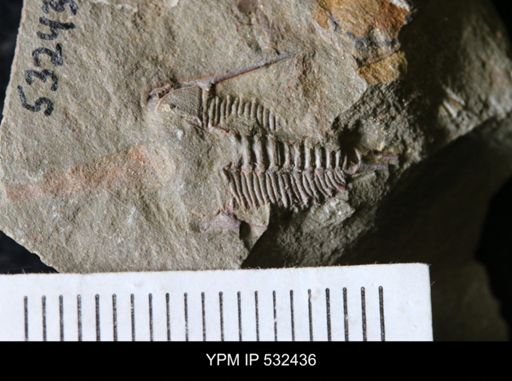 undet. Trilobita