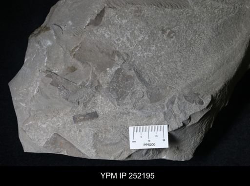 Eurypterus sp.