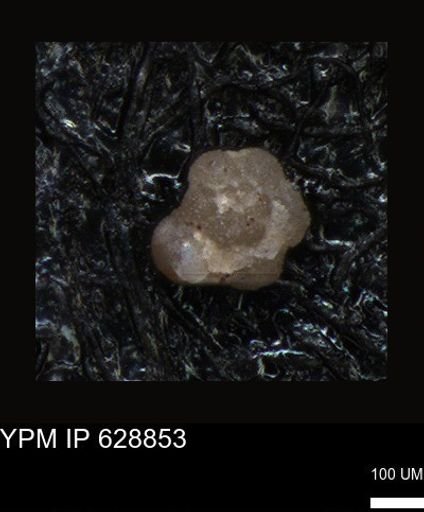 undet. Foraminiferida