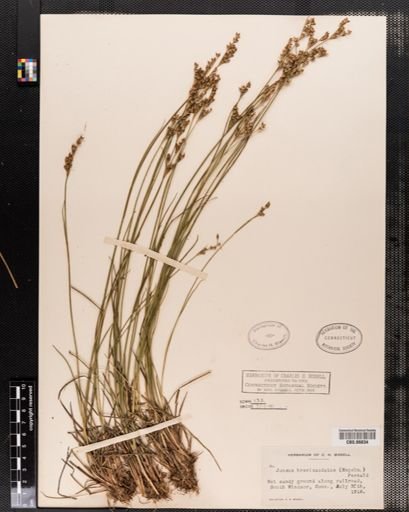 Juncus brevicaudatus