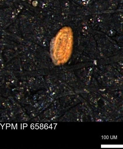 Spirolocammina planula
