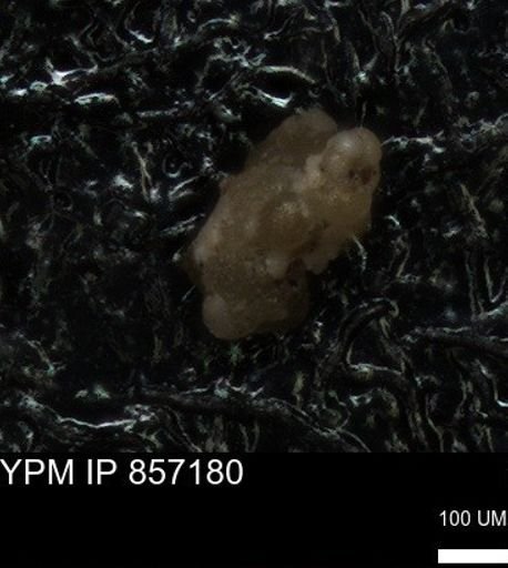 undet. Foraminiferida