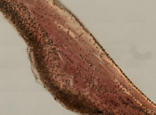 Chondrilla nucula
