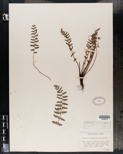 Woodsia
