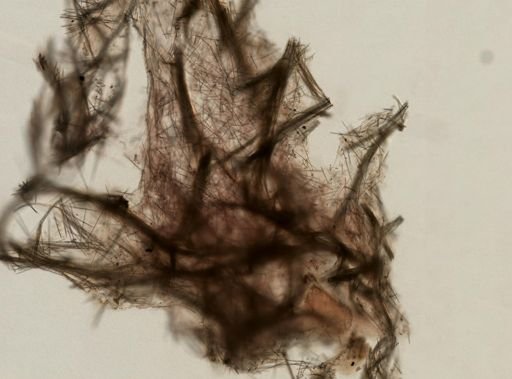 Mycale (Zygomycale) parishii