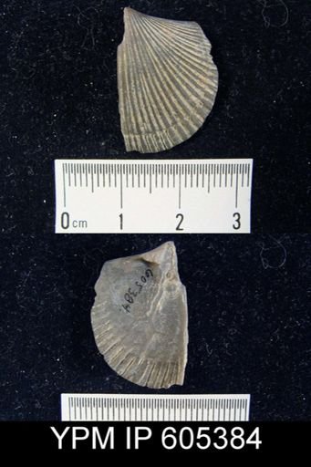 Plectorthis sp.