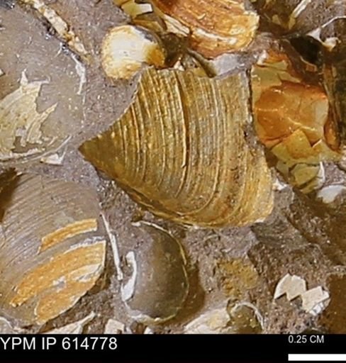 Limopsis striatopunctatus