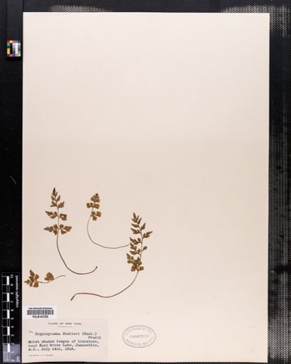 Cryptogramma stelleri