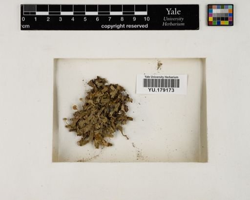 Plantae