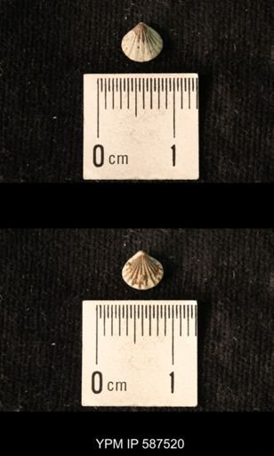 Camarotoechia whitei