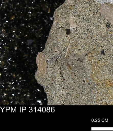 undet. Scaphopoda