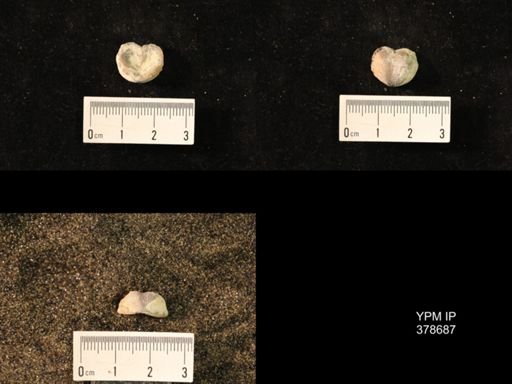 Marginifera wabashensis