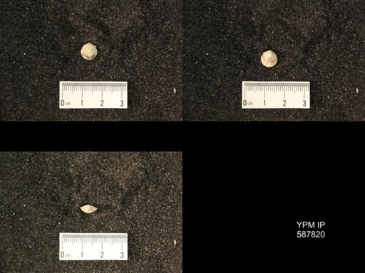 Atrypidae