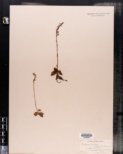 Plantae