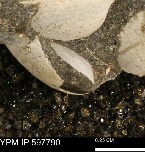 Limopsis striatopunctatus