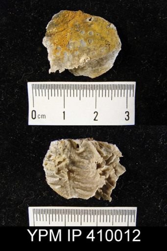 Leptodus nobilis americanus?