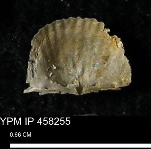 Chonetes mucronatus