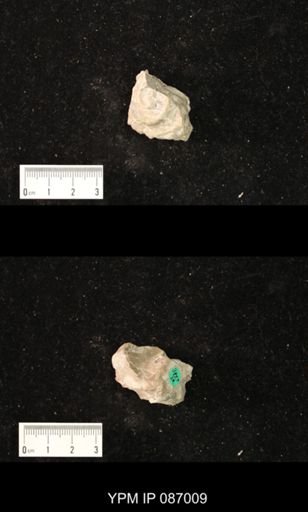 Bucanoceras sp.