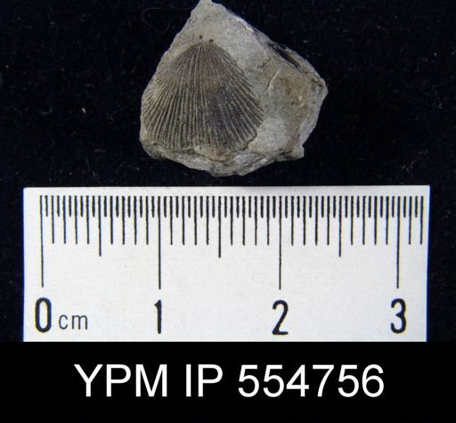 Rhipidomella uberis rhynchonelliformis