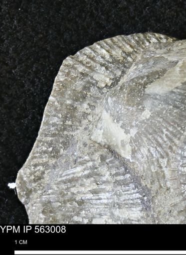 Oxytoma (Hypoxytoma) sp.
