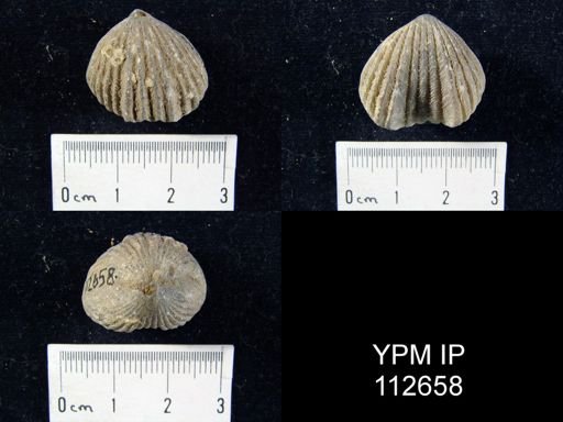 Rhynchotrema capax
