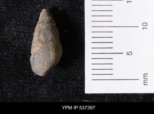 Goniobasis ortmanni