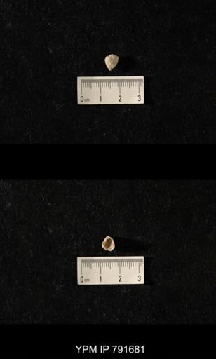 undet. Brachiopoda