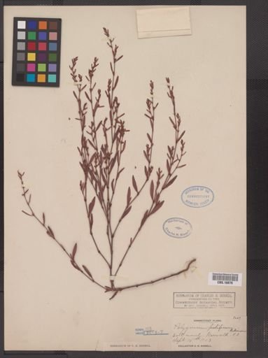 Polygonum prolificum