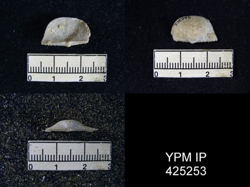 Chonetes granulifer