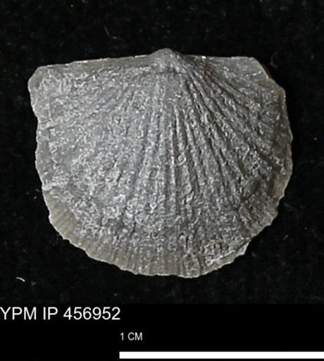 Stropheodonta sp.